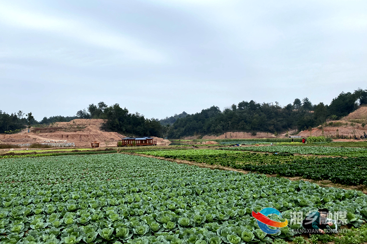 田園育才農業綜合體項目蔬菜基地。.jpg 田園育才農業綜合體項目蔬菜基地。.jpg